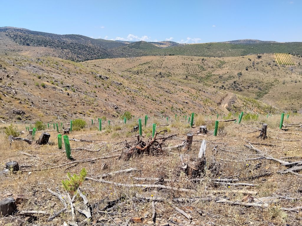 solanos